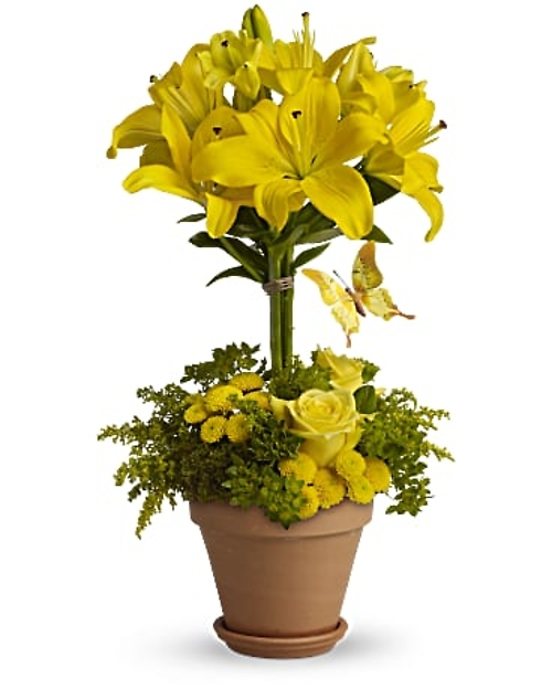 YELLOW LILY TOPIARY